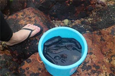 海藍(lán)電機員工海邊抓到的海鮮